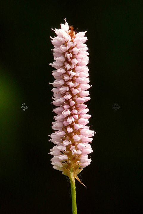 Rdest wężownik Persicaria bistorta P9