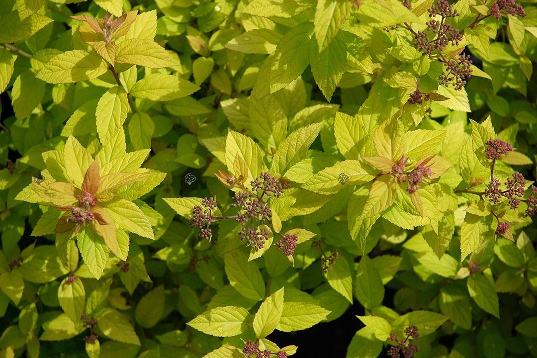 Tawuła japońska Golden Princess Spiraea japonica P9