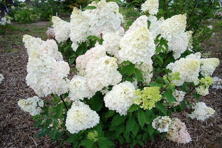 Hortensja bukietowa Diamantino PBR Hydrangea paniculata C5