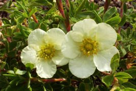 Pięciornik krzewiasty Tilford Cream Potentilla fruticosa P9