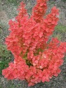 Berberys Thunberga Orange Ice PBR Berberis thunbergii C2