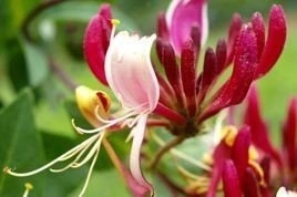 Wiciokrzew pomorski Serotina Lonicera periclymenum P9