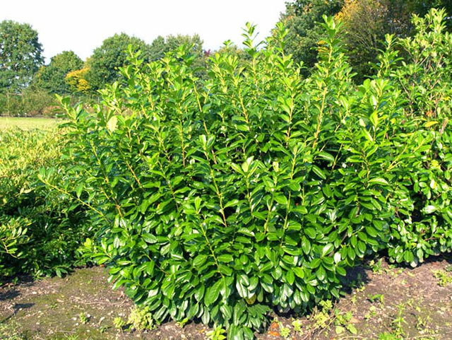Laurowiśnia wschodnia Novita Prunus laurocerasus P9