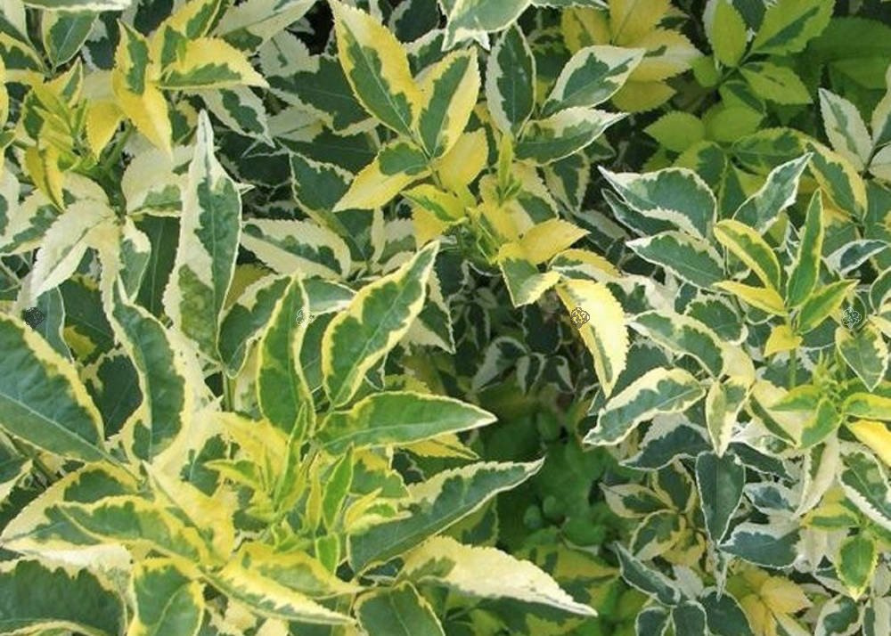 Bez czarny Madonna Sambucus nigra C3