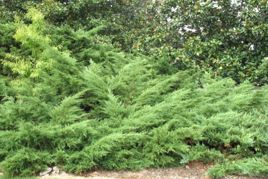 Jałowiec Pfitzera Wilhelm Pfitzer Juniperus pfitzeriana C3