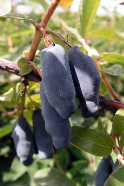 Jagoda kamczacka Atut Lonicera caerulea var. kamtschatica P9