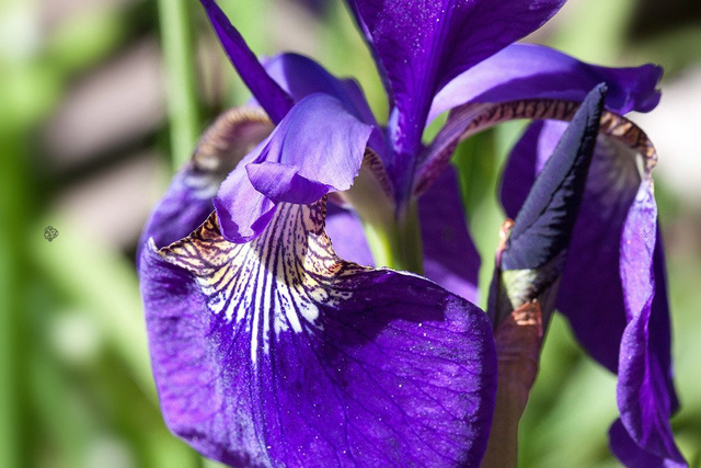 Kosaciec blady Variegata Iris pallida P9