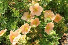 Pięciornik krzewiasty Daydawn Potentilla fruticosa P9