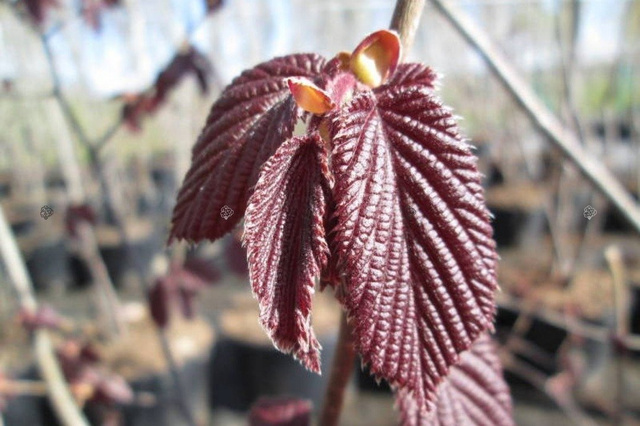 Leszczyna pospolita Syrena Corylus avellana C2