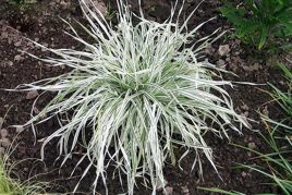 Kupkówka pospolita Variegata Dactylis glomerata P9