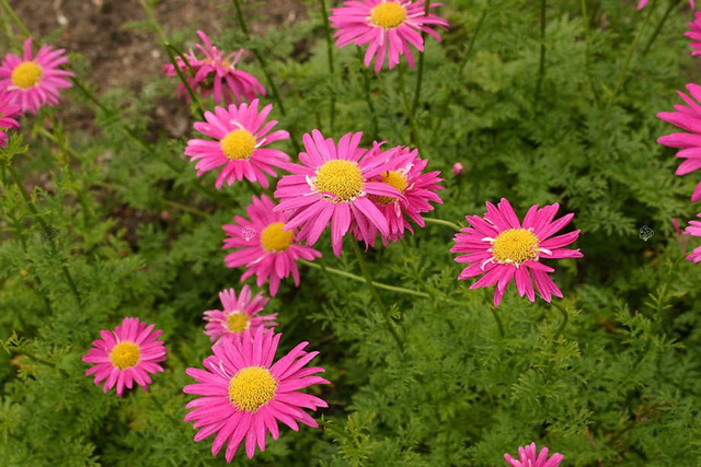 Złocień różowy Chrysanthemum coccineum P9