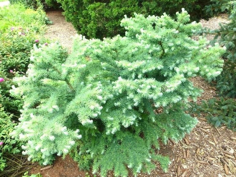 Modrzew japoński Blue Dwarf Larix kaempferi C5