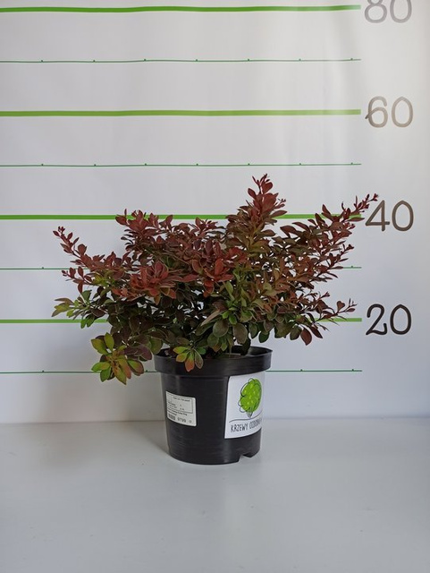 Berberys Thunberga Golden Ring Berberis thunbergii C3