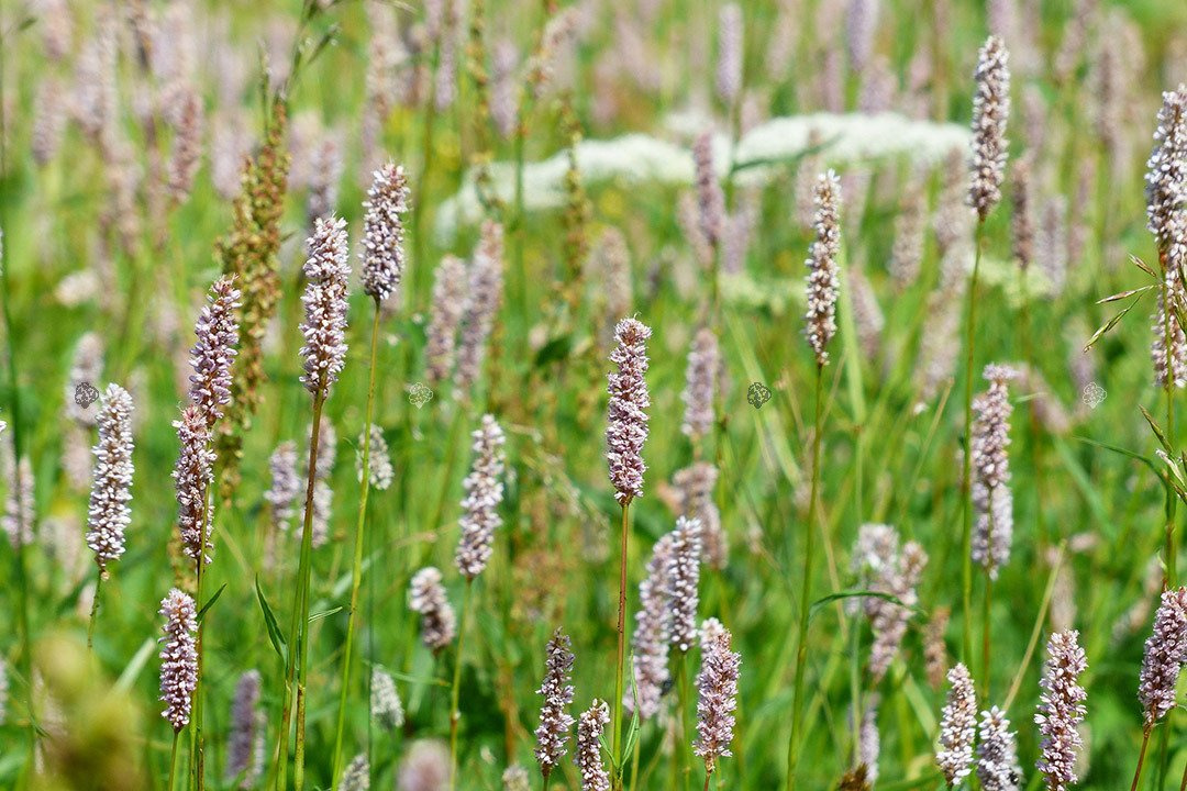 Rdest wężownik Persicaria bistorta P9