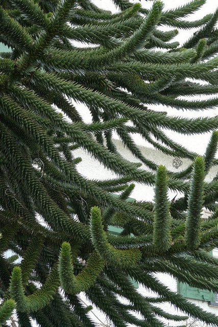 Araukaria chilijska C2