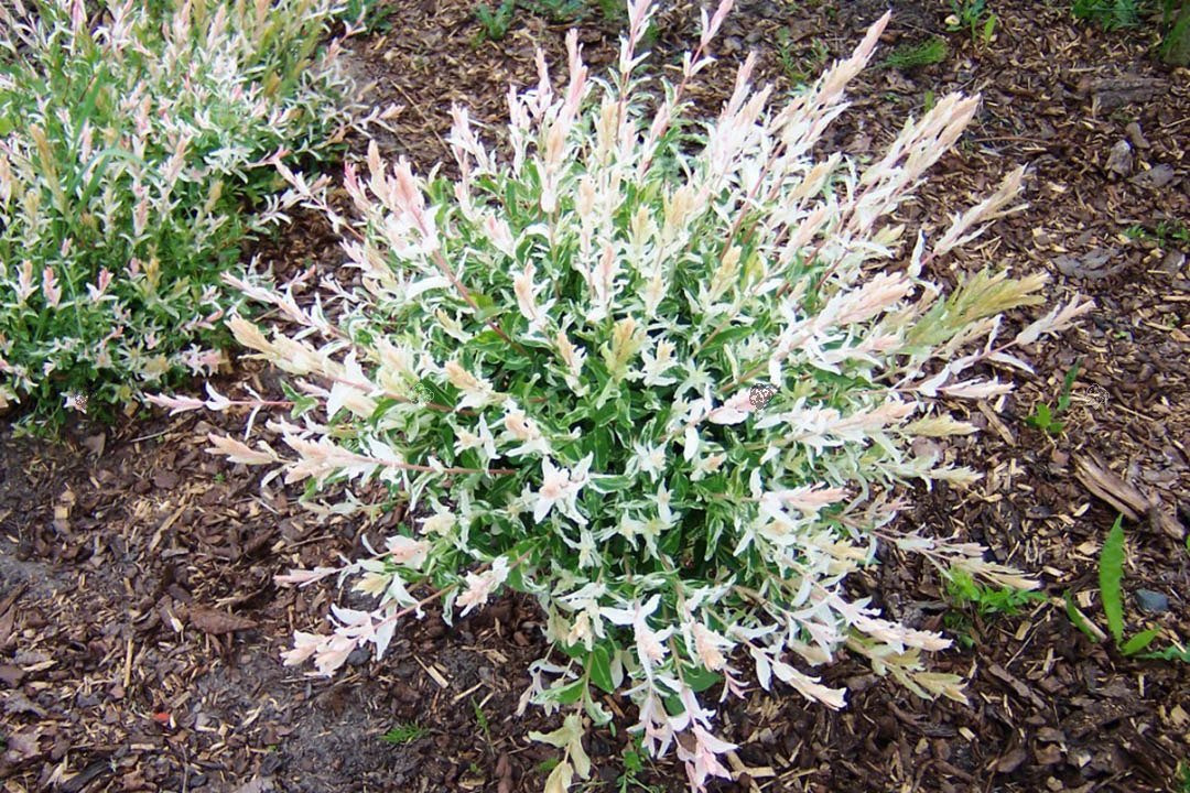 Wierzba całolistna Hakuro Nishiki Salix integra KRZEW P9