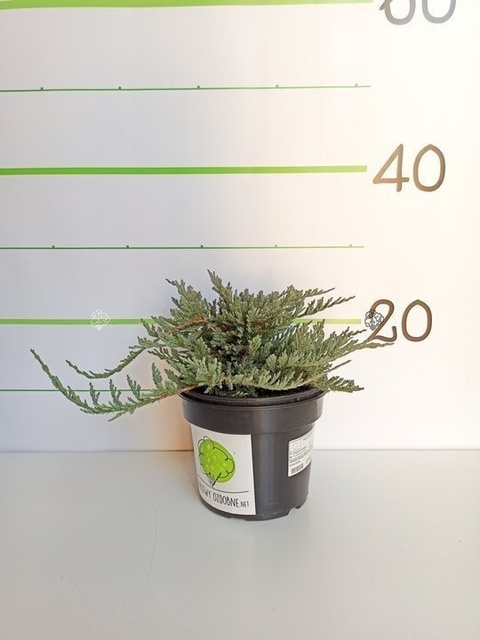 Jałowiec płożący Blue Chip Juniperus horizontalis C5