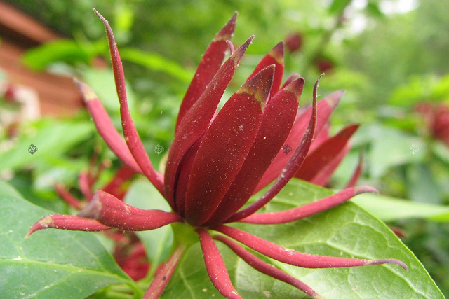 Kielichowiec wonny Calycanthus floridus C2