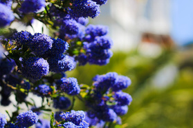 Prusznik Skylark Ceanothus P9