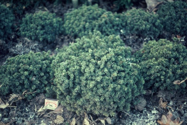 Świerk biały Echiniformis Picea glauca C3