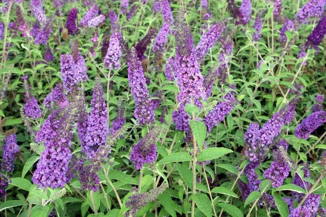 Budleja Davida Empire Blue Buddleja davidii C2