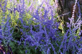 Perowskia Blue Spire Perovskia atriplicifolia C2