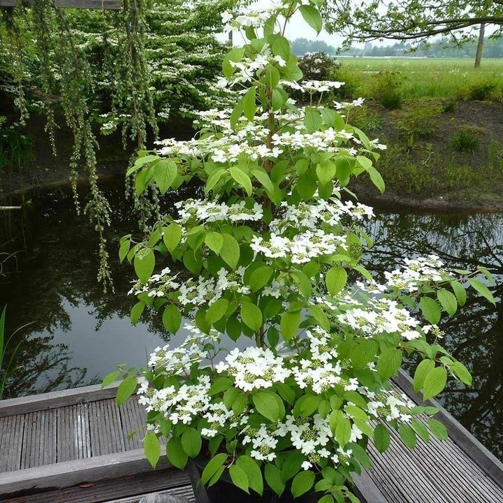 Kalina japońska Kilimandjaro Sunrise JWW5 PBR Viburnum plicatum C3