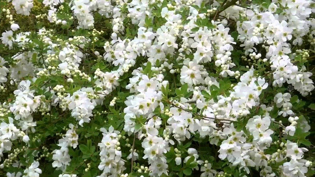 Obiela The Bride Exochorda macrantha P9