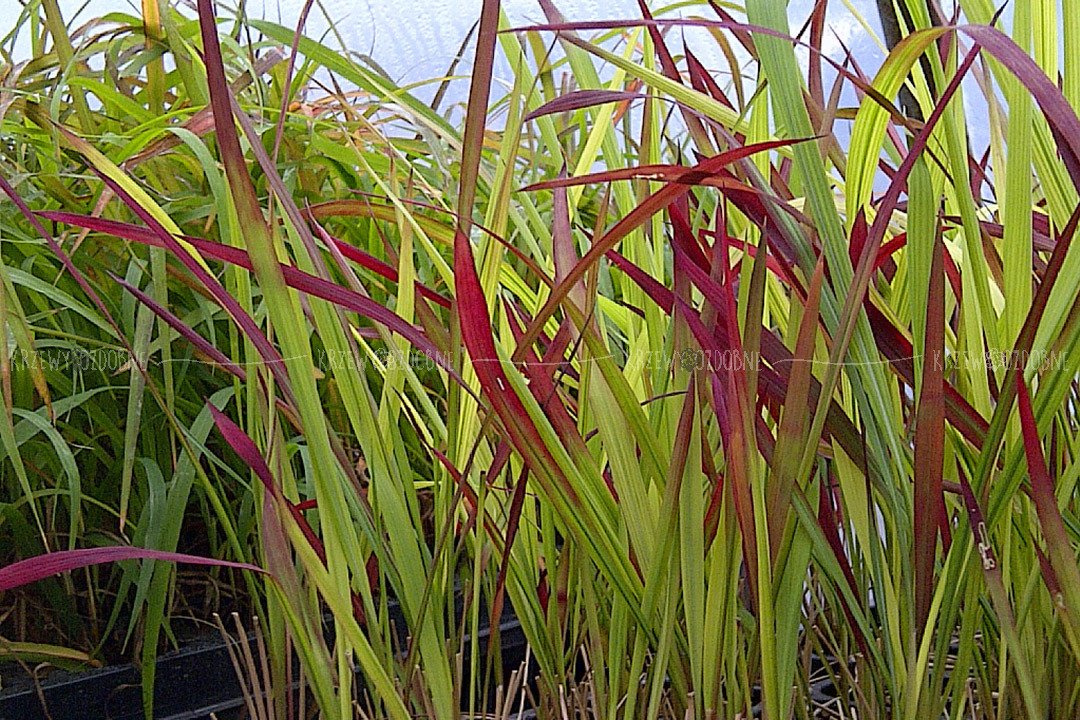 Imperata cylindryczna Red Baron Imperata cylindrica C5