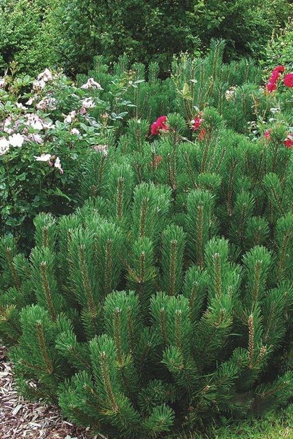 Sosna kosodrzewina górska Mugo Mughus Pinus P9