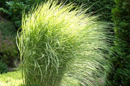 Miskant chiński Morning Light Miscanthus sinensis C3