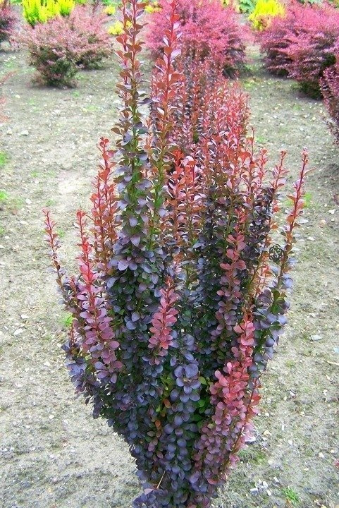 Berberys Thunberga Red Pillar Berberis thunbergii C2