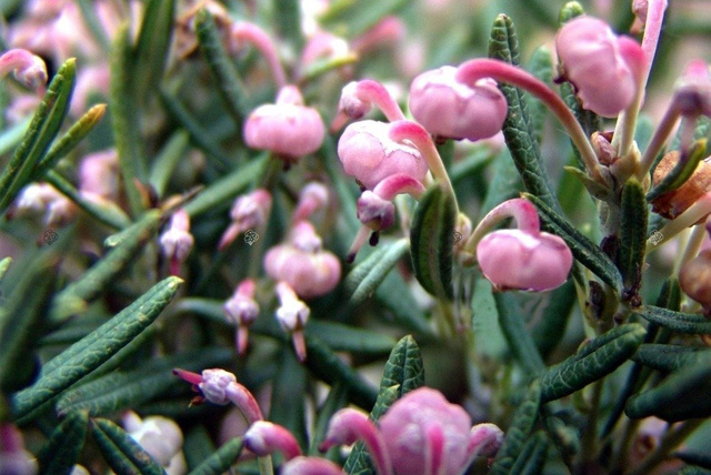 Modrzewnica pospolita Compacta Andromeda polifolia P11