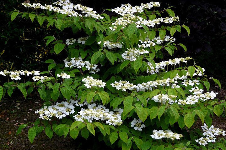 Kalina japońska Watanabe Viburnum plicatum C2