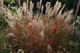 Miskant chiński Dronning Ingrid Miscanthus sinensis C5