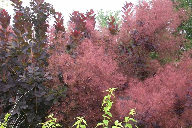Perukowiec podolski Royal Purple Cotinus coggygria C2
