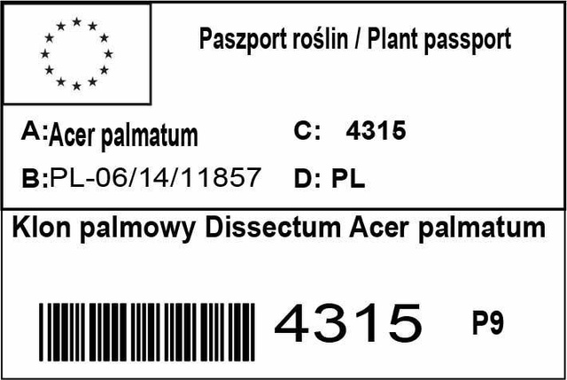 Klon palmowy Dissectum Acer palmatum C7,5