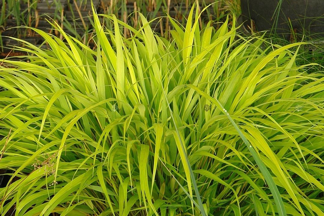 Hakonechloa smukła All Gold Hakonechloa macra C2