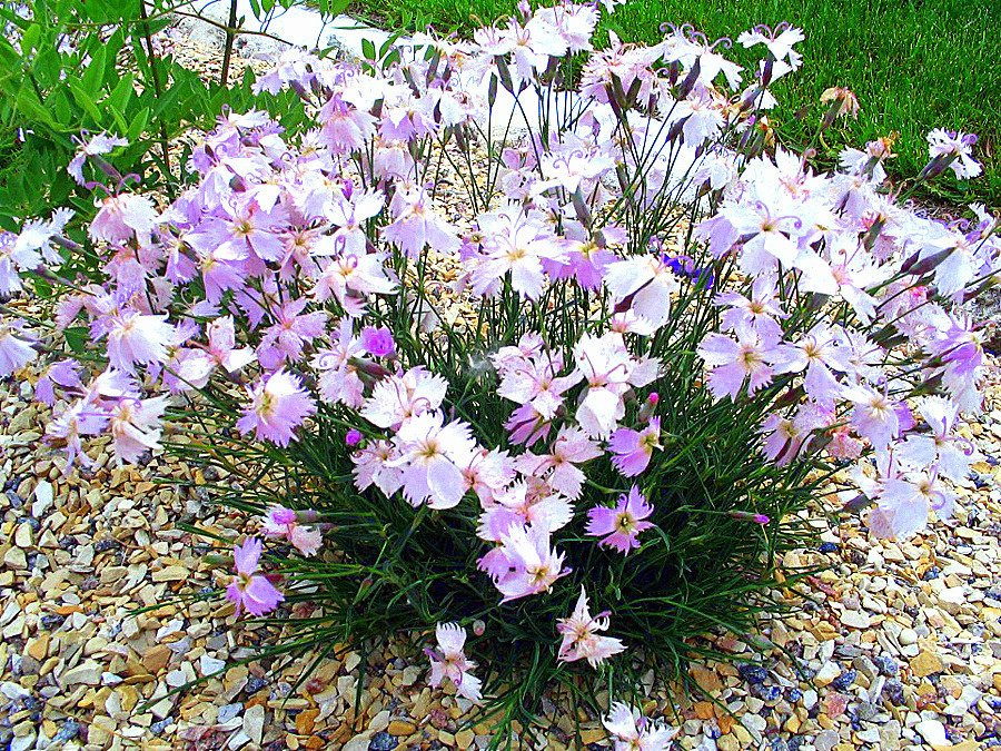 Dzwonek Whatfield Wisp Dianthus C3