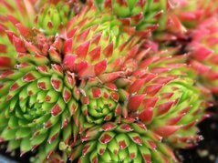 Rojnik pospolity Sempervivum soboliferum P9