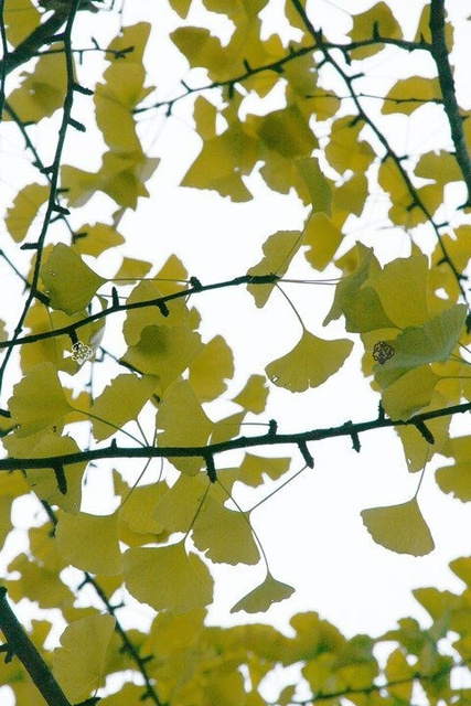 Miłorząb dwuklapowy Ginkgo biloba C5