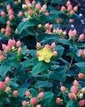 Dziurawiec bezwonny Magical Pumpkin PBR Hypericum inodorum