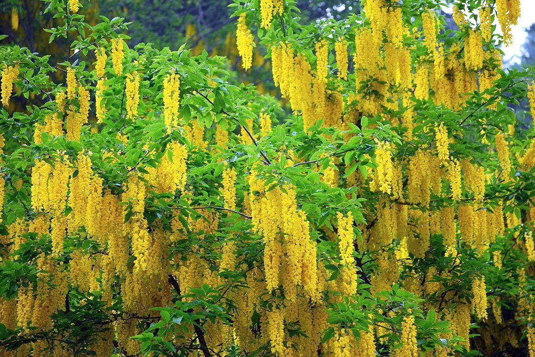 Złotokap pospolity Laburnum anagyrdoides C2