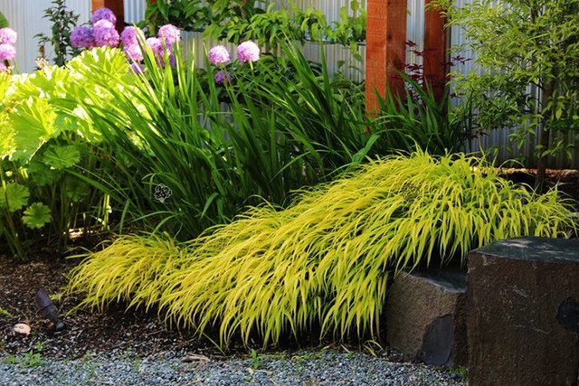 Trawa bambusowa Phyllostachys Hakonechloa macra C2