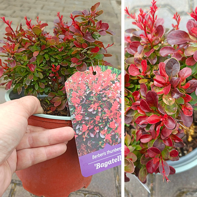 Berberys Thunberga Bagatelle Berberis thunbergii C2