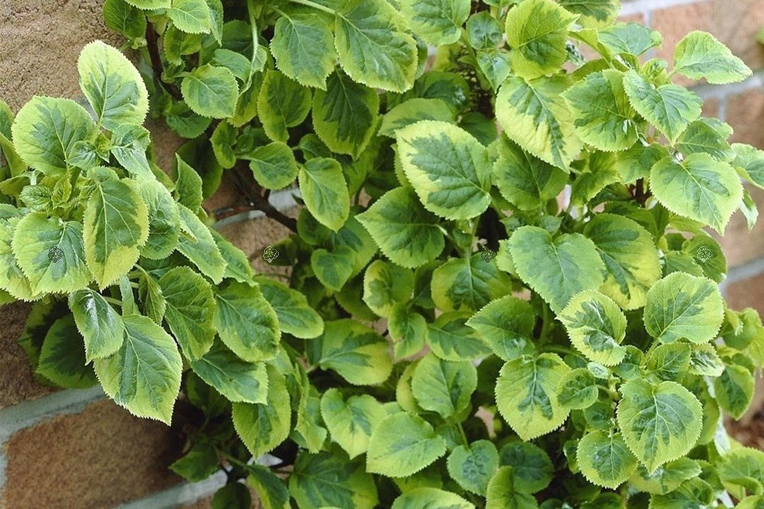 Hortensja pnąca Mirranda Hydrangea anomala C5