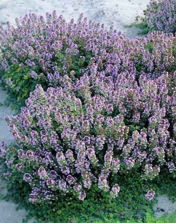 Macierzanka cytrynowa Doone Valley Thymus Citriodorus P9
