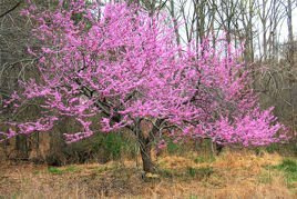 Judaszowiec kanadyjski Cercis canadensis C5