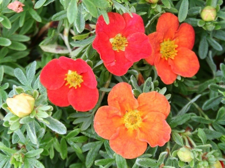 Pięciornik krzewiasty Red Robin Potentilla fruticosa C2
