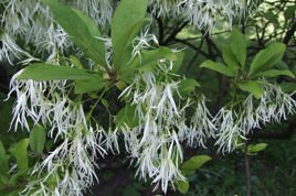 Śniegowiec wirginijski Chionanthus virginicus C2